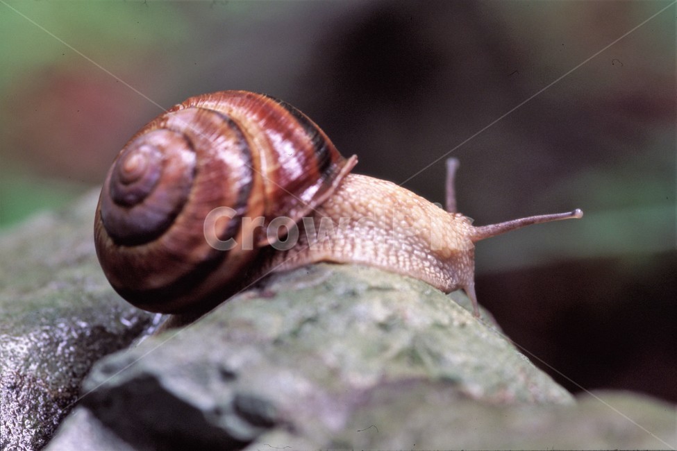 자연,달팽이,연체동물,느림,closeup,비,동물,animal