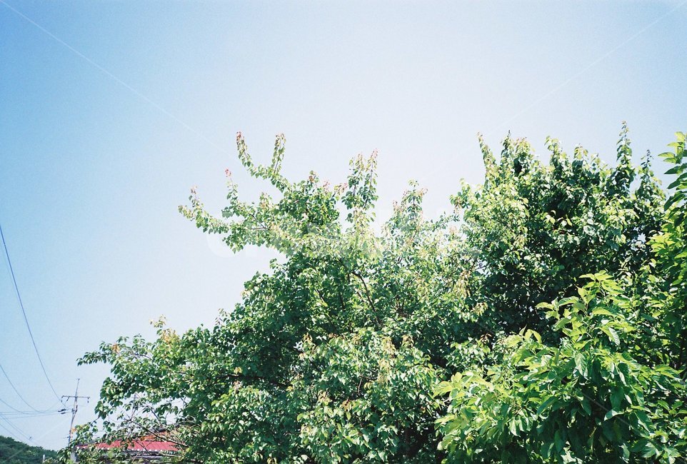나무,자연,하늘,잎,sky