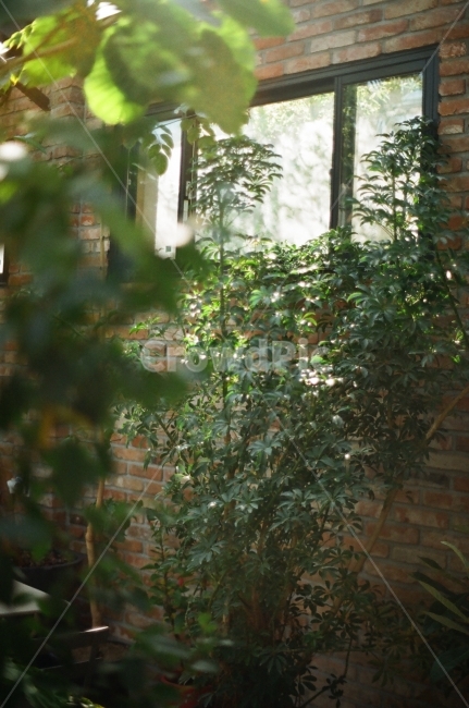 온실,화분,창가,화원,식물,필름,식물,자연,plants,nature