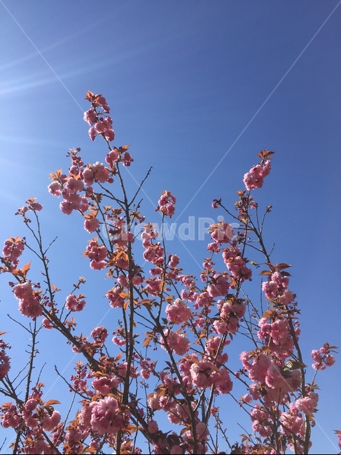 겹벚꽃,하늘,봄,자연풍경,식물,꽃놀이