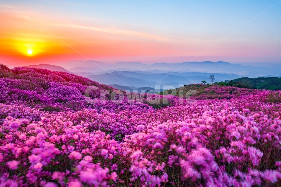 봄,황매산,철쭉,여행,합천,봄,계절,spring,season,자연,풍경,nature,landscape,한국자연풍경,한국자연경관,korea nature landscape,식물,plants,꽃,flower,outdoors,옥외