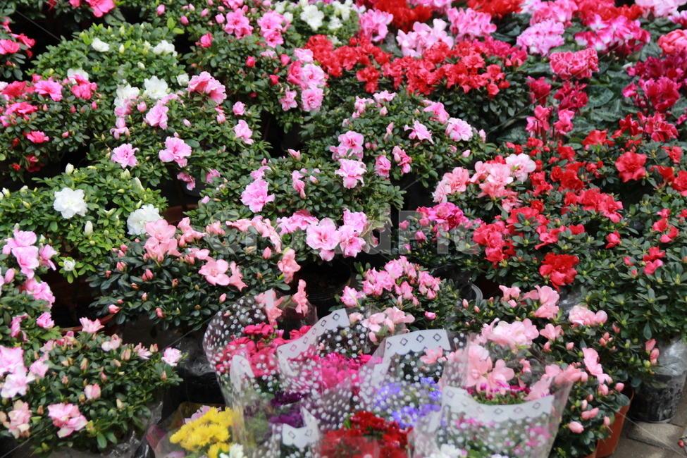 blossom,flower,plant,꽃,식물,화분,식물,자연,plants,nature,꽃,flower