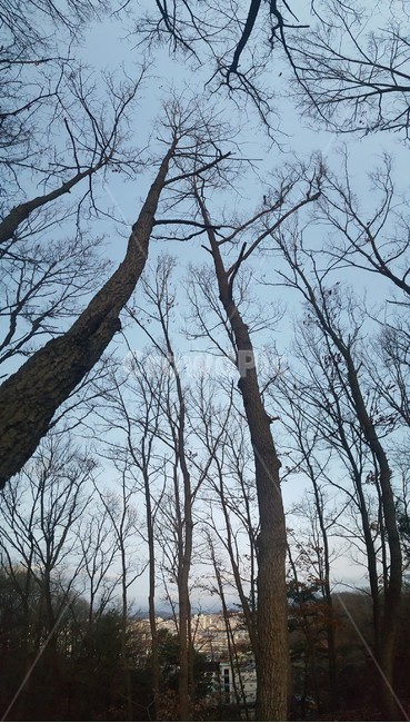 일출,해돋이,산,나무,새벽,역광