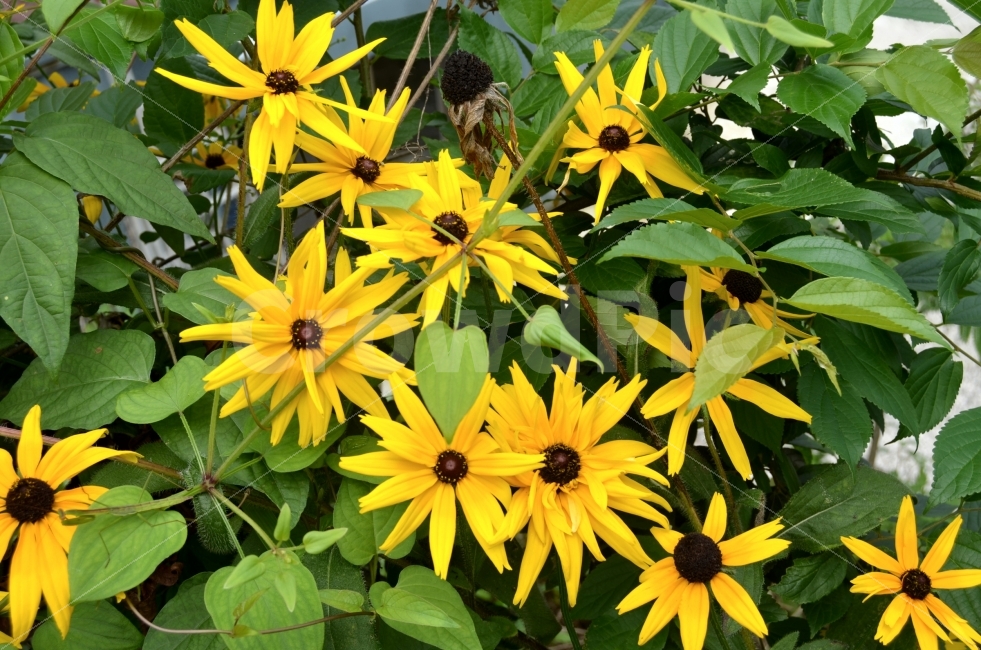 노랑,꽃,식물,야생화,바탕,식물,자연,plants,nature,꽃,flower