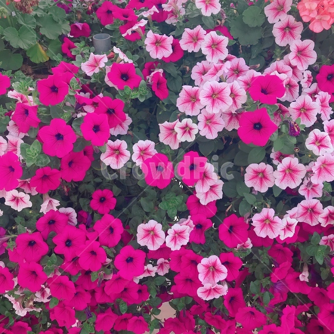 나팔꽃,꽃,식물,수국,붉은꽃,붉은수국,핑크나팔꽃,식물,자연,plants,nature,꽃,flower