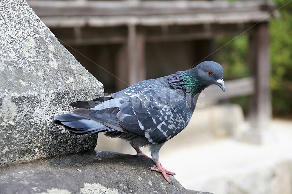 새,동물,자연,nature,animal,bird,건물,동물,animal,조류,새,birds