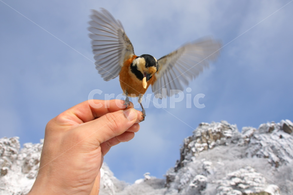 대둔산,곤줄박이,겨울,풍경,눈,동물,animal,조류,새,birds