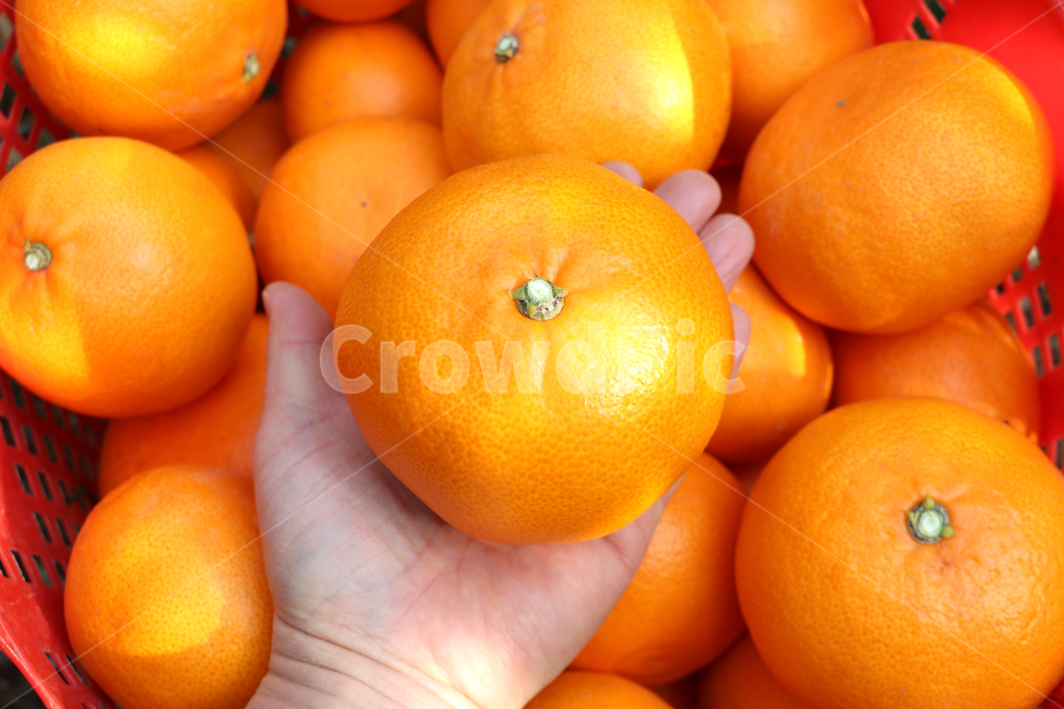 천혜향,제주천혜향,감귤류,감귤류과일,fruit,음식,cheonhyehyang,주황색과일,과일,음식,식재료,요리,food,cook,meal,dishes,food reserves,과일,열매,fruit