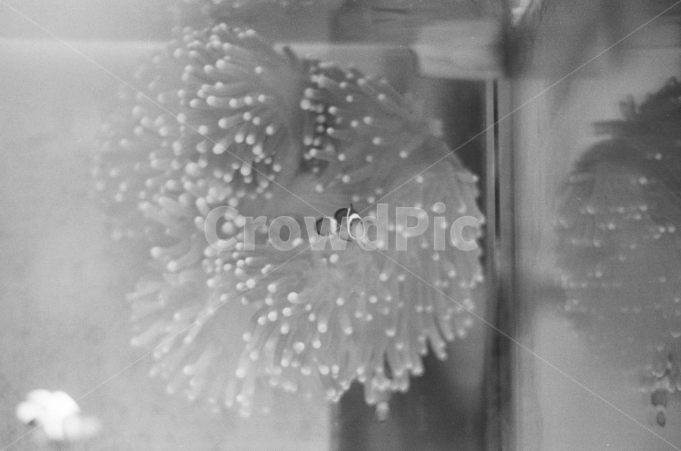 해수어,화이어고비,바다,어항,수족관,흑백,필름카메라,물고기,해수,sea,sealife,photography,pilm,blackandwhite,동물,animal,어류,물고기,fish,흑백,모노톤,monochrome,black and white