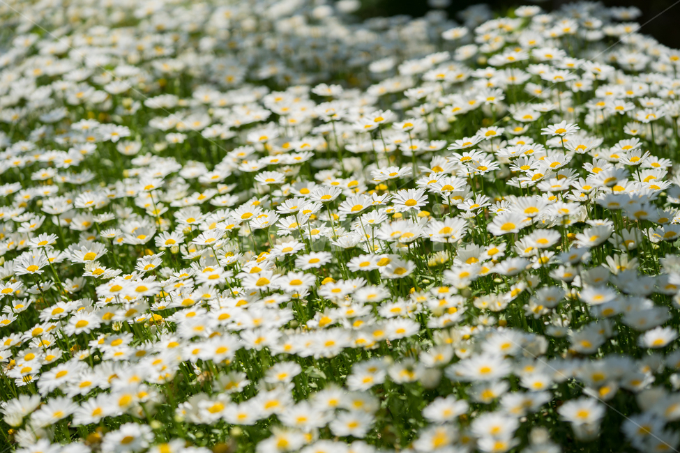 구절초,봄,꽃,식물,자연,봄꽃,근접,식물,자연,plants,nature,꽃,flower