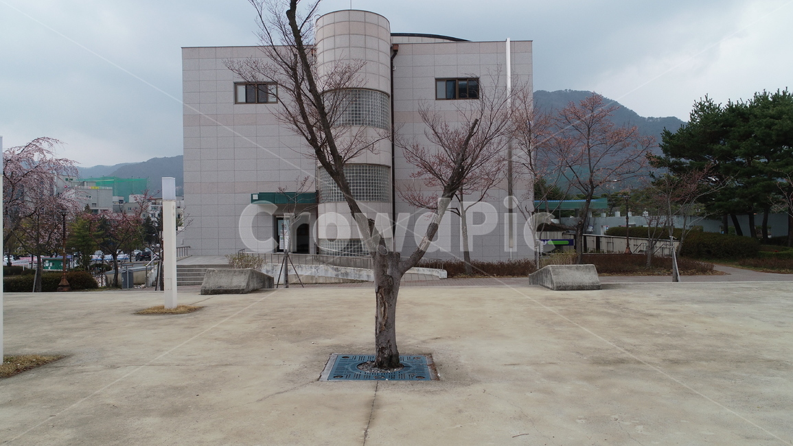 나무,홀로,세움,소나무,두가지,식물,자연,plants,nature,나무,trees,wood