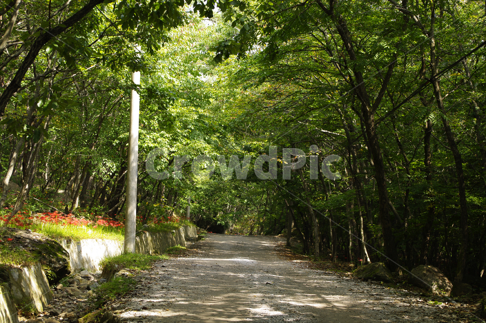 길,숲,나무,초록,풍경,자연,풍경,nature,landscape,path,통로