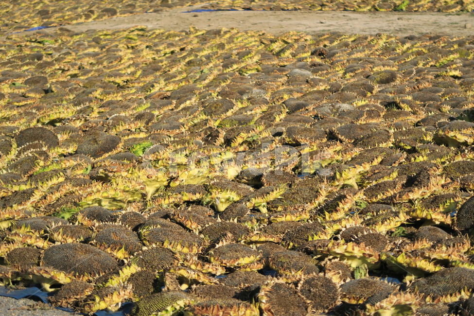가을,해바라기,해바라기씨,시골,자연,식물,자연,plants,nature