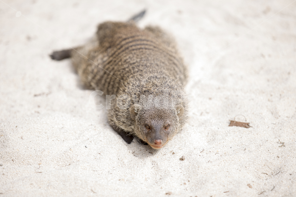 줄무늬몽구스,동물,애니멀,bandedmongoose,모래,휴식,지침,animal,rest,동물,animal,포유류,mammal