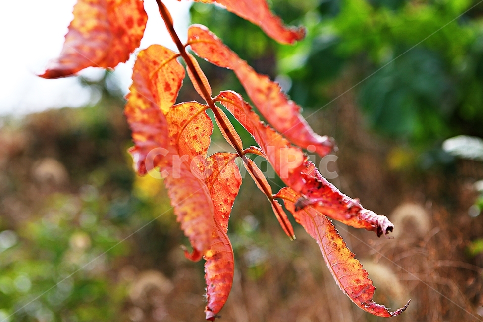 단풍,낙엽,가을,잎,식물,자연,계절,감성,색,색상,나무,공원,가을,계절,fall,autumn,season,plant,leaf,veins,정맥