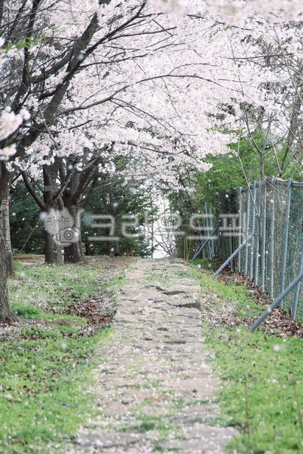 cherry,Cherry Blossom,cherry blossom rain,cherry blossom tree,spring flowers,spring,trail,cherry blossom petals,Cherry Blossom Tunnel,Cherry Blossom Ending,cherry blossom road,road,walking path