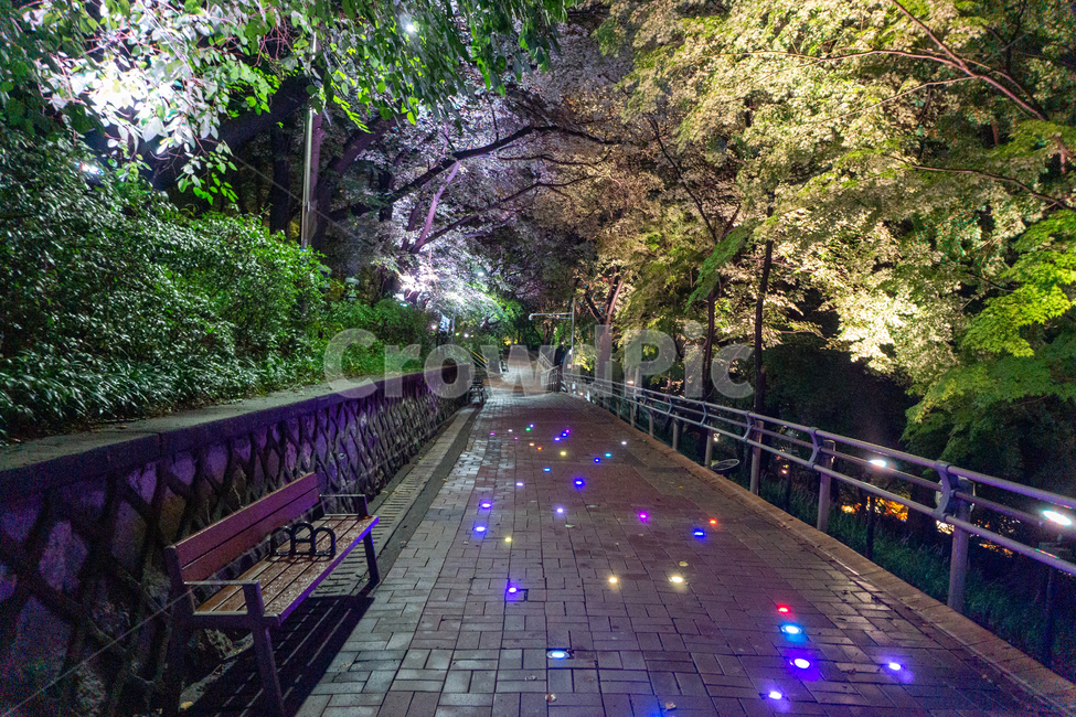 인천,자유공원,야경,led,조명,야간,동인천,차이나타운,나무,공원,산책,산보,산길,오솔길,통로,보도,숲속,형형색색,forest,path,lane,trail,walkway,길,수풀,벤치,의자,bench,자연,park,tree,nature,풍경,landscape,scenery,scene,view,night,nightview,nightscene,lighting,illumination,lamp,light,colourful,숲,야경,밤,풍경,nightscape,night,landscape