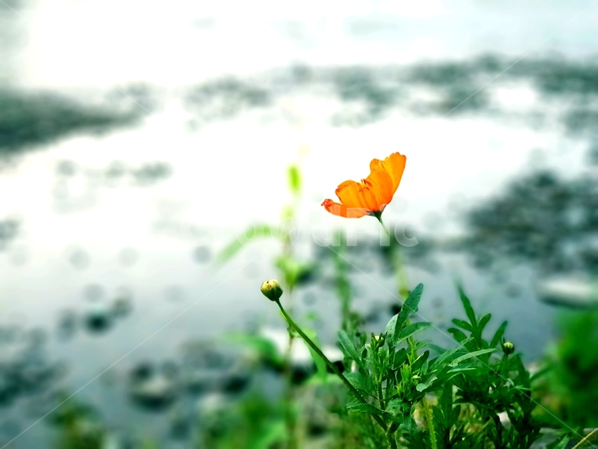 강변,물,꽃,풀,물가,숲,야생화,들꽃