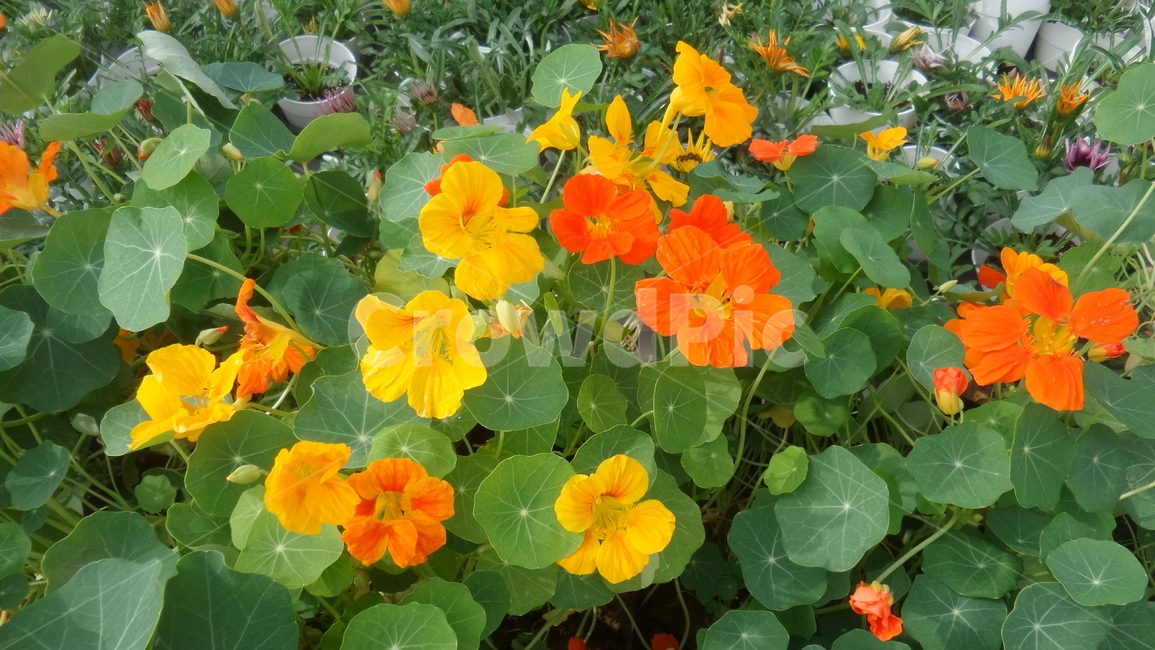 한련화,금련화,붉은색꽃,노란색꽃,한금련,식물,식물,자연,plants,nature,꽃,flower