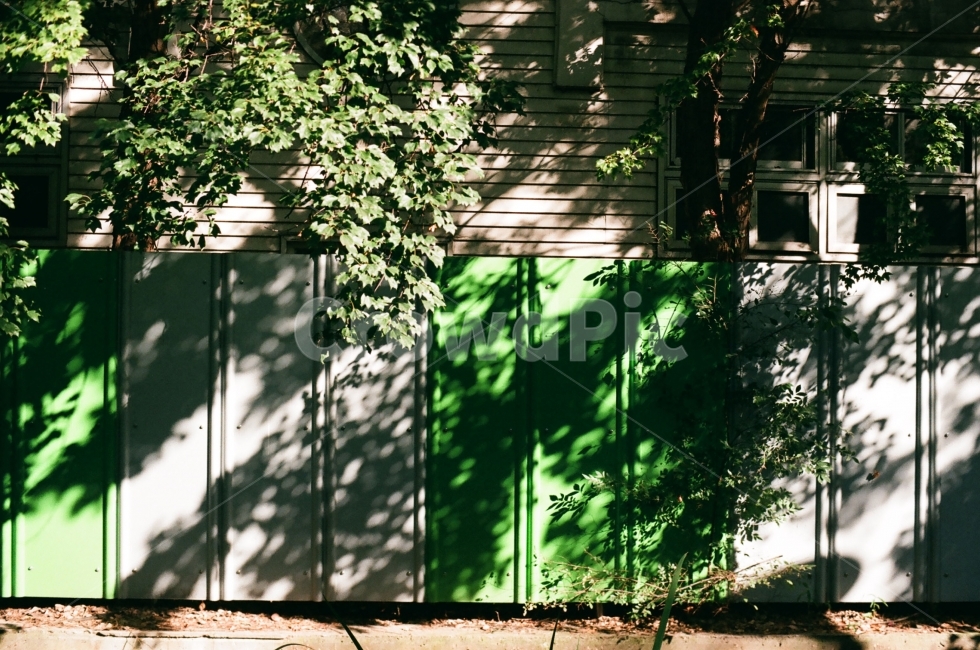 벽,울타리,그림자,여름,벽면,펜스,필름,식물,자연,plants,nature,감성,sensible,feeling