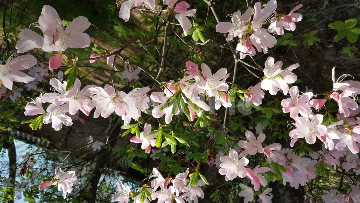꽃,자연,식물,flower,nature,흰색,분홍색,분홍,pink,white,식물,자연,plants,nature,꽃,flower