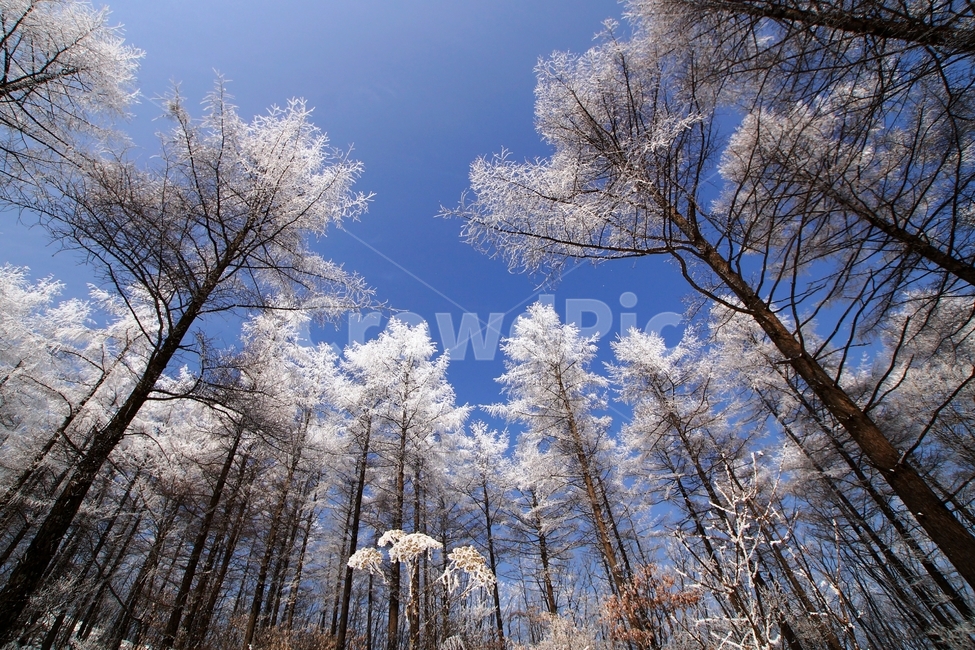 함백산,만항재,설경,풍경,겨울,겨울,계절,winter,season,자연,풍경,nature,landscape,outdoors,옥외,tree,나무,plant,식물
