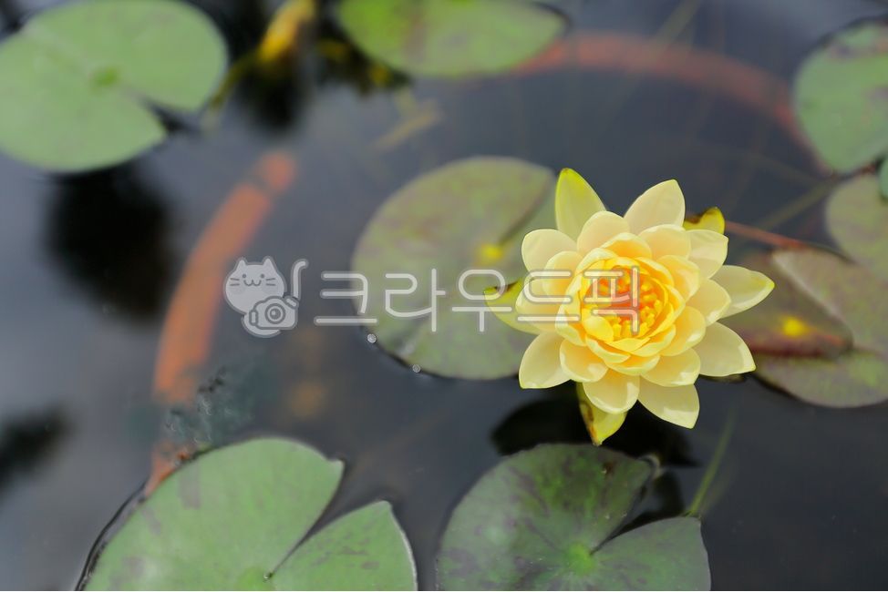 lily,백합,flower,blossom,꽃,연꽃,연못,화분,연잎,잎,이파리,꽃잎,꽃송이,꽃봉오리,lotus,물,water,h2o,purple,green,수중식물