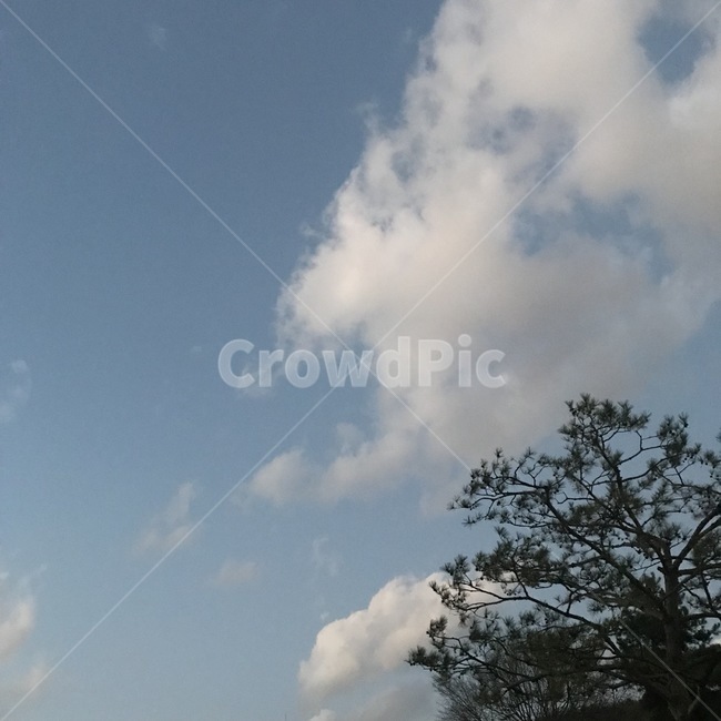 하늘,나무,구름,sky,cloud,tree,blue,white,green