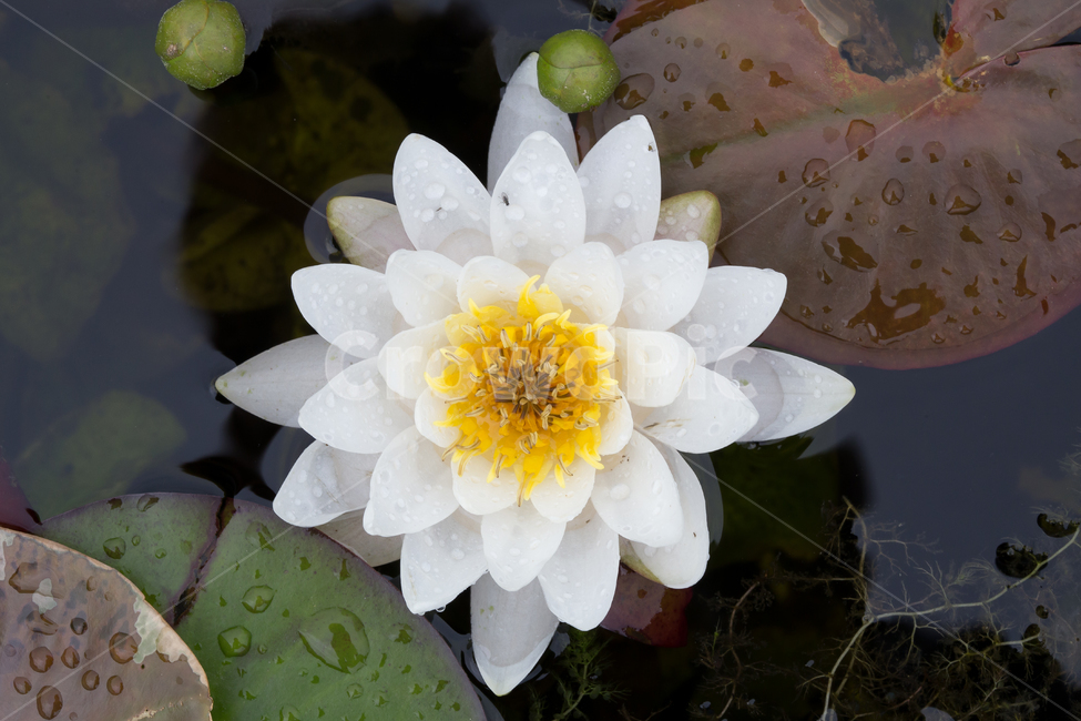 자연,불교,연꽃,연꽃잎,연못,식물,수경식물,식물,자연,plants,nature,꽃,flower