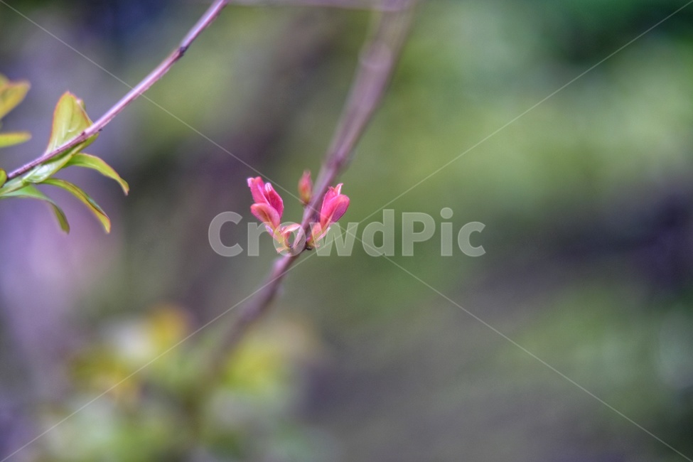 개화,분홍색,분홍색꽃,한송이,들꽃,식물,자연,plants,nature,꽃,flower,감성,sensible,feeling