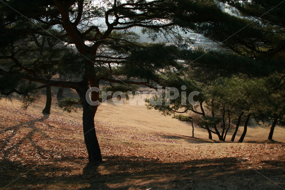 공원,나무,그늘,소나무,식물,겨울,식물,자연,plants,nature,나무,trees,wood