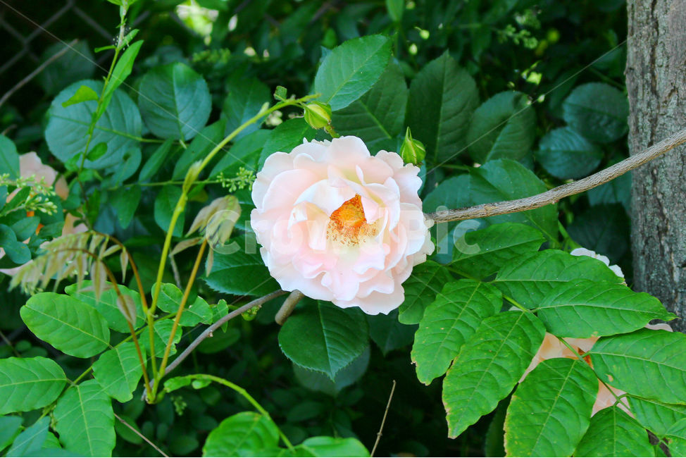 꽃,장미,하얀장미,감성사진,여름,5월,흰색,flower,rose,풍경,풍경사진,자연,식물,자연,plants,nature,꽃,flower
