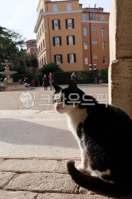 black,black stain,Pets,stray cat,street,cat,animal,Street,chic cat,pet