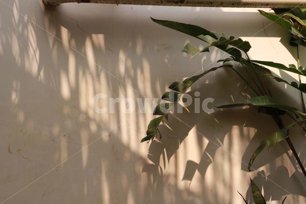 벽,그림자,식물,잎,wall,shadow,plant,leaf