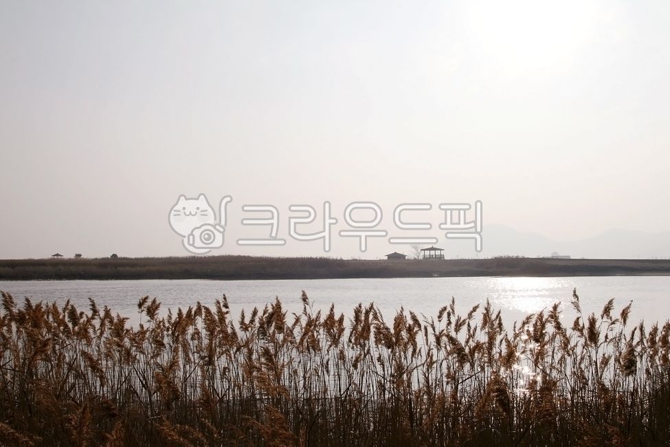 forest,Reed,Suncheon Bay,wetland park,moor,plant,sea route