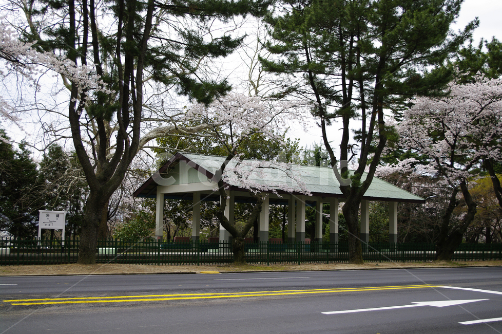 간이역,봄,나무,벚꽃,식물,봄,계절,spring,season,garden,정원,outdoors,옥외