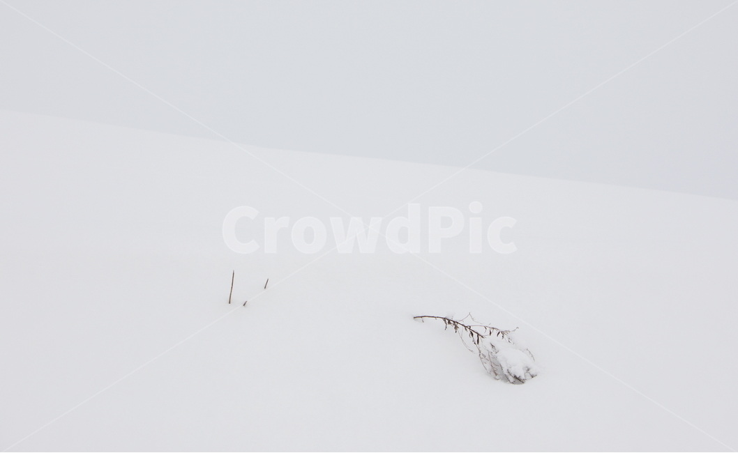 설경,눈,비에이,북해도,겨울풍경,snow,겨울,계절,winter,season,자연,풍경,nature,landscape,animal,동물,flying,나는,bird,새
