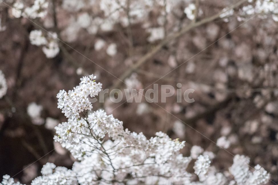 벚꽃,야경,봄,cherryblossoms,nightview,spring,식물,plant,꽃,flower