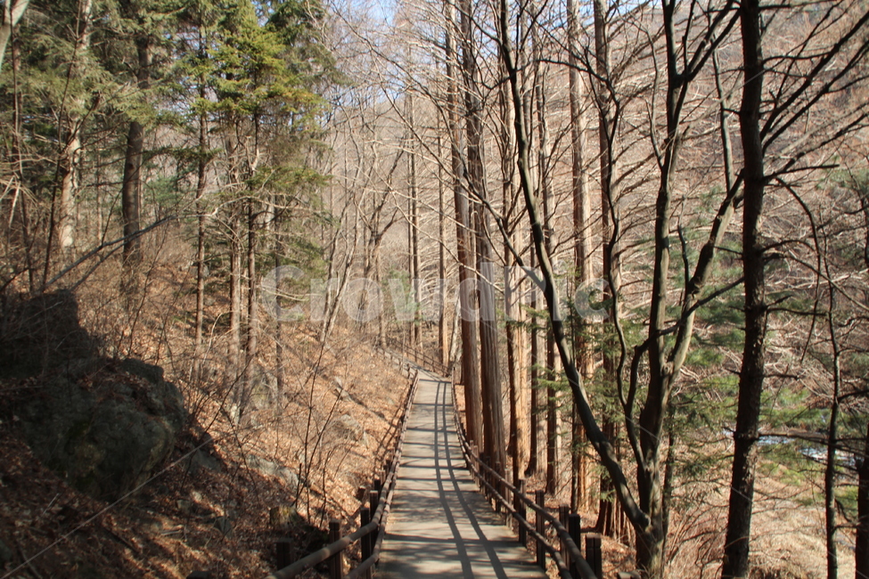 따듯한,겨울길,길,나무길,산책로,boardwalk,식물,자연,plants,nature,나무,trees,wood