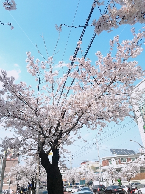 대구앞산카페거리,벚꽃,대구명소,벚꽃명소,봄기운나는,벚꽃나무,예쁜꽃,봄계절의꽃,봄,계절,spring,season,plant,식물,blossom,꽃,flower