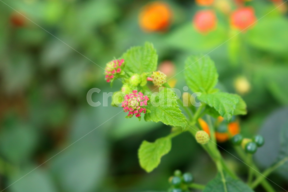 란타나,꽃,란타나꽃,식물,열대식물,란타나카마라,마편초과,자연,식물,자연,plants,nature,꽃,flower