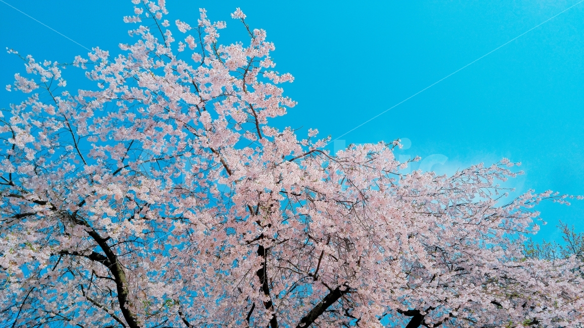 덕수궁,벚꽃,나무,하늘,자연,봄,계절,spring,season,식물,자연,plants,nature,꽃,flower,plant,blossom,cherry blossom
