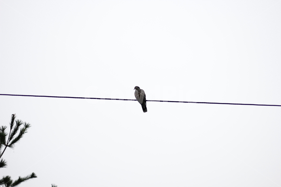 animal,동물,bird,새,flying,나는,동물,animal,조류,새,birds