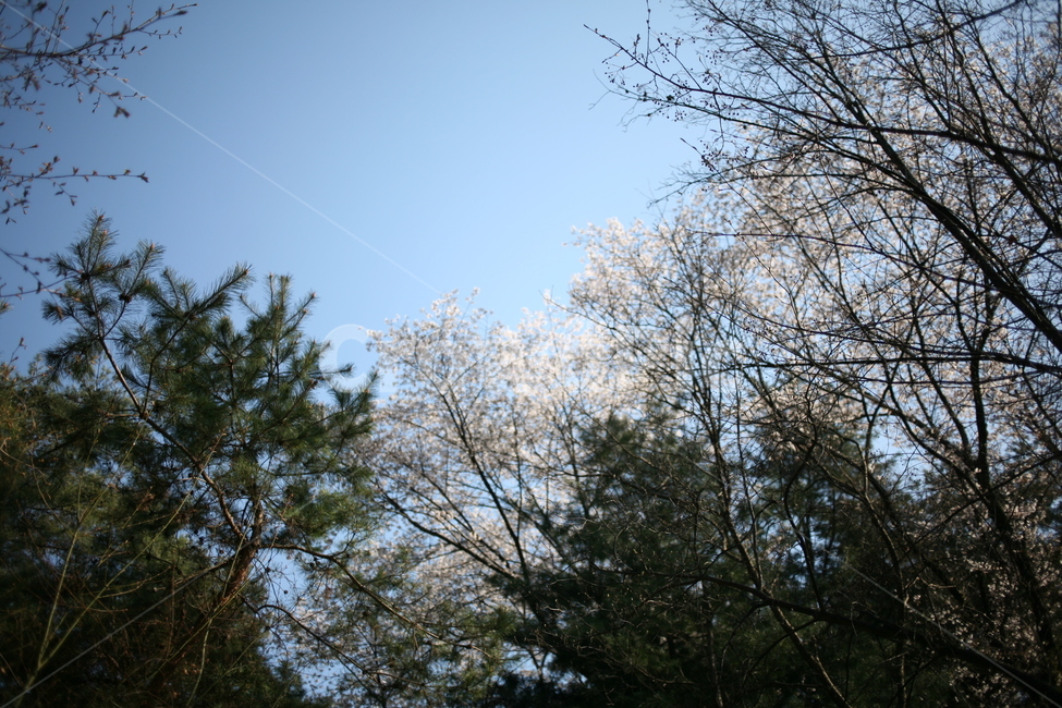 나무,tree,plant,식물,cherryblossom,벚꽃,꽃,풍경