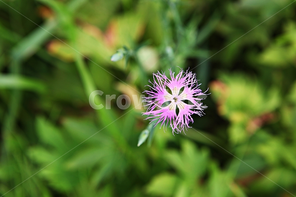 술패랭이,꽃,식물,여름꽃,계절