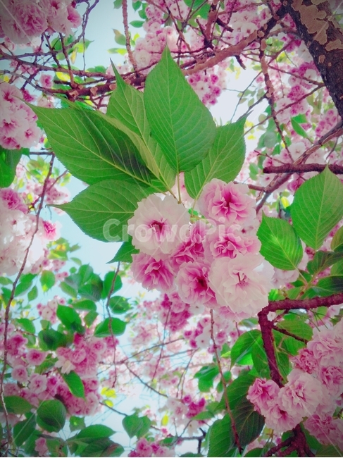 봄,벚꽃,왕벚꽃,힐링,감성,꽃항기,봄,계절,spring,season,식물,자연,plants,nature,꽃,flower,plant,blossom