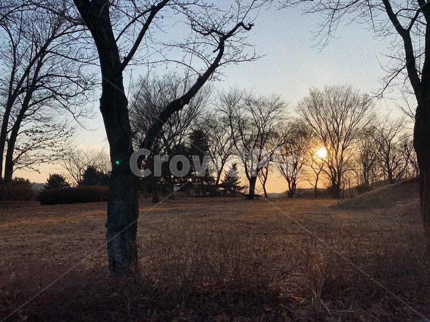 공원,나무,노을,해질녘,잔디밭,자연,풍경,nature,landscape,tree,plant,식물