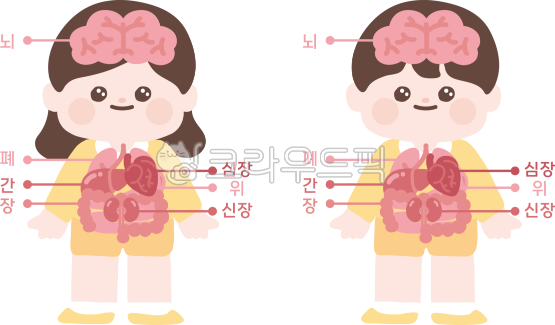 인체, 신체, 장기, 사람, 인간, 사진,이미지,일러스트,캘리그라피 - 스튜됴됴작가