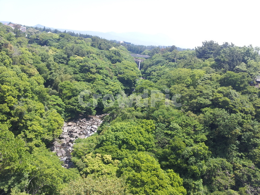 산,나무,숲,제주,여름,초록