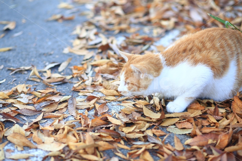 고양이,가을,자연,생물,동물,식물,낙엽,단풍,잎,나뭇잎,얼룩고양이,펫,반려묘,애완동물,반려동물,cat,nature,계절,pet,animal,leaf,포유류,길고양이,야옹이,호기심,근접촬영,경계,가을,계절,fall,autumn,season,동물,animal,고양이,cat,kitten,kitty